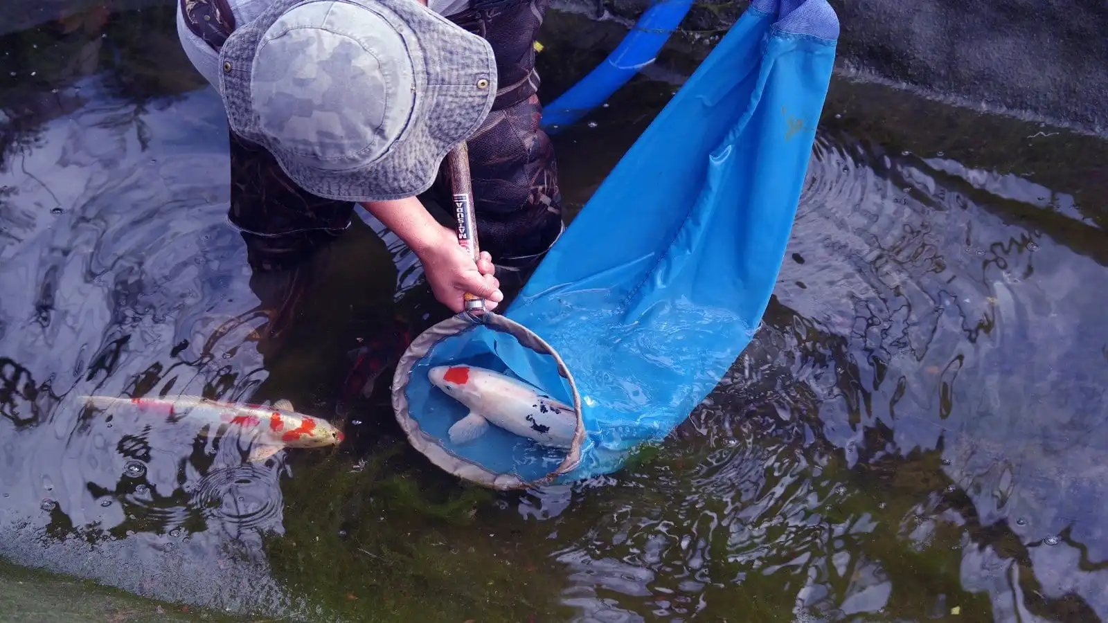 How Can a Koi Pond in a Garden Enhance Your Outdoor Space?