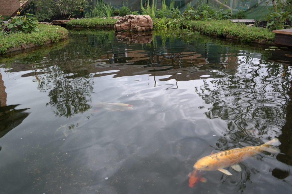 Koi Pond Design and Construction | Reflections Water Gardens
