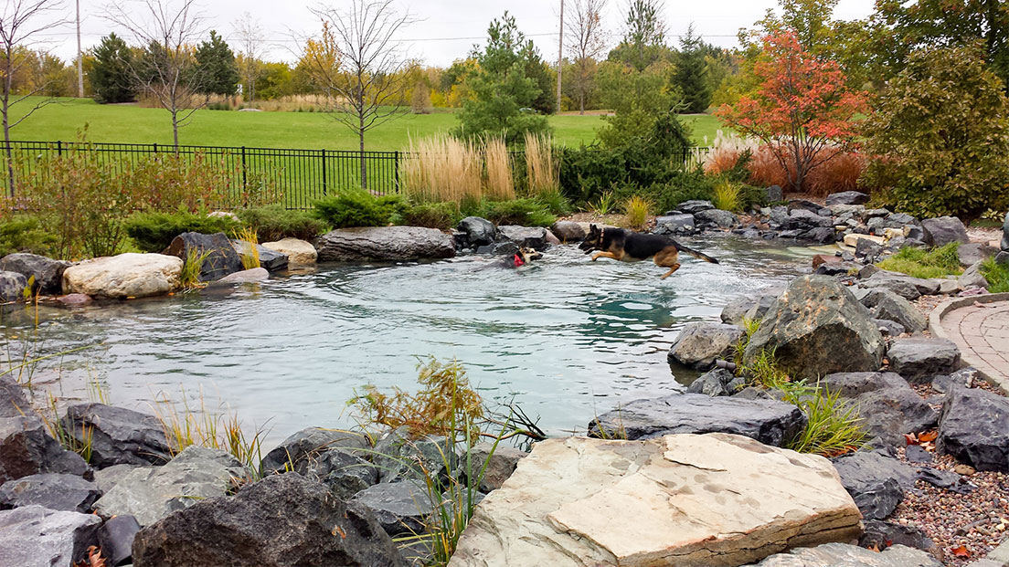 Your Backyard Oasis Everything You Need To Know About Natural Swimming Pools Reflections